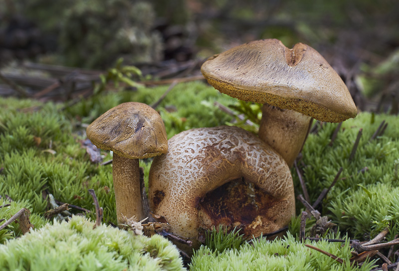 Pseudoboletus parasiticus